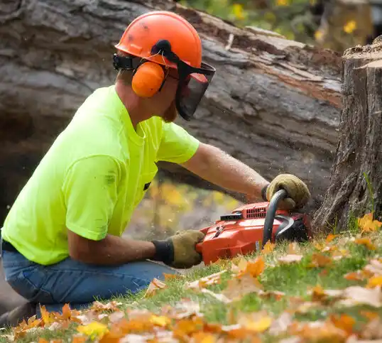 tree services Clementon